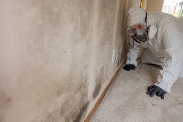 Why You Should Choose Our Mold Remediation Services in Two Rivers, WI